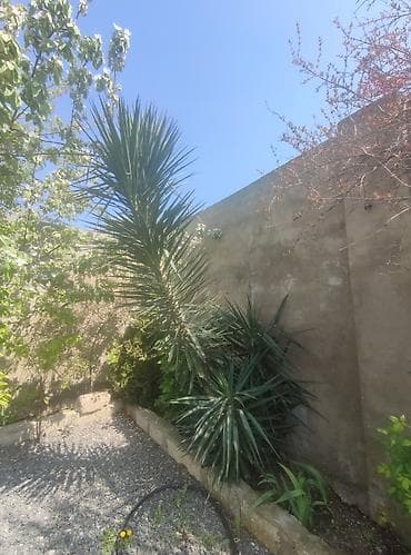 palma sekas: Bağ üçün ekzotik dekorativ palma bitkiləri - Növ: Həyətyanı sahə və — 1