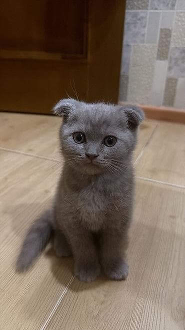 ev pişiyi növləri: Dişi — 1