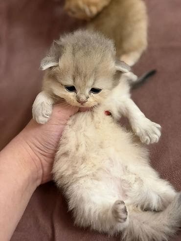 Британская