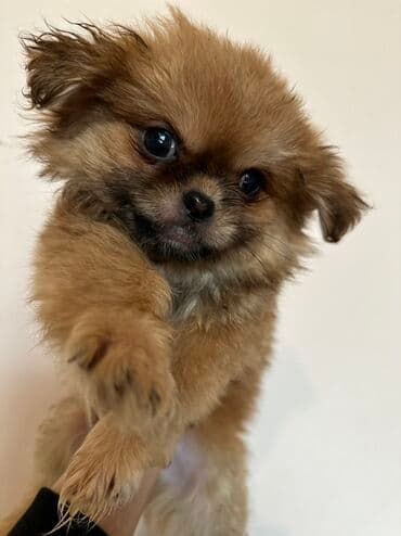 it cütləşdirmək: Pekines — 2