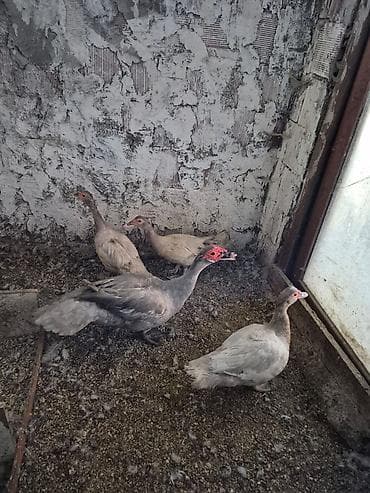 Lal ordəkler lavanda mirvari . balaca 10 gunlukler 9 1 ayliglar 15 — 7