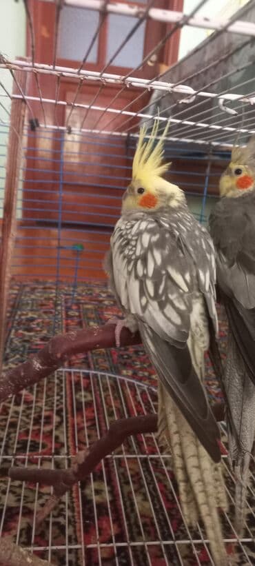 əbabil quşu satılır: Salam.Tam saglam 8ayliq. 4 eded var Isteyen buyursun cutunu alana — 7