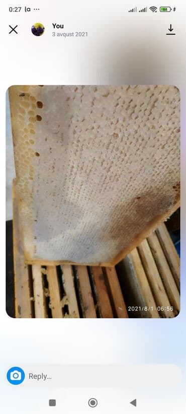 Комнатные растения: Мёд — 2