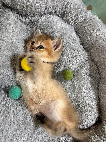 pişiylər: Britan — 7