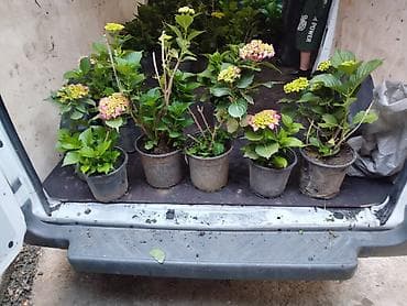 boynu gülü: Məhsul: Saksıda ortanca (Hydrangea macrophylla) kolları Təsvir: - — 5