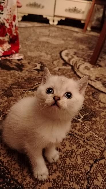 qax heyvanlar: Britan — 2