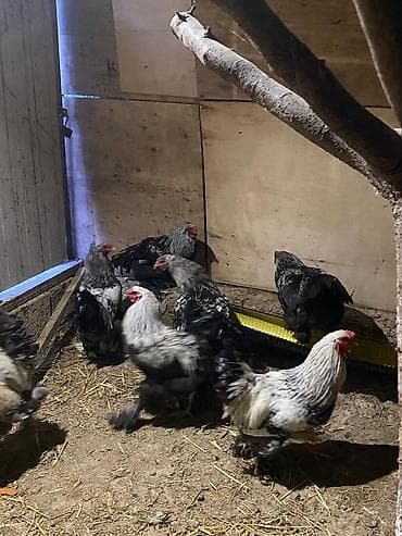 K/t heyvanları üçün mallar: Toyuq, Brama, Damazlıq — 3