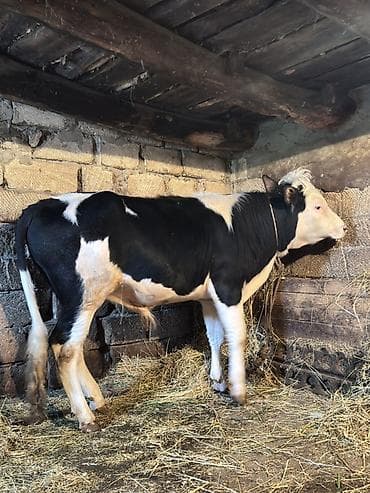 Salam 14 aylıq ətlik cöngə danadır.yemdə olan danadır.əlaqə