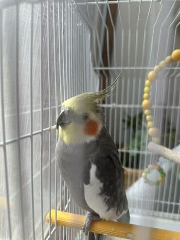 клетка для попугаев: Salam 1 yaşdan çox olar erkəydi üzərində qəfəsi 2-3 kq yemi veriləcəy — 2