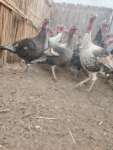 Salam aleykum Bu ilki hinduskalardir kentde yetisdirilib tebii lalafo.az -da Salam aleykum Bu ilki hinduskalardir kentde yetisdirilib tebii