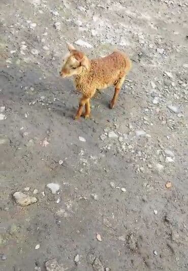 Inəklər, öküzlər: Sağlam Erkey quzudu razılaşma yolu ilə — 1