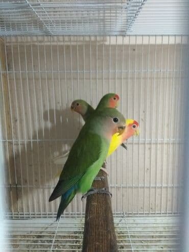 qumru quşu vikipediya: Tutuquşu popuqay fişer nerazlucnik 1-3 aylıq balalar — 8