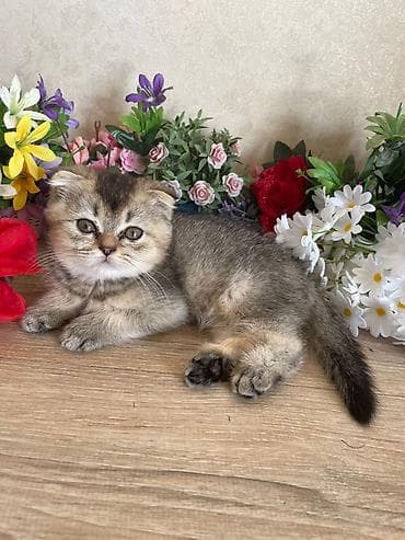 heyvan: Şinşilla, Erkək, Dişi, Ünvandan götürmə — 8