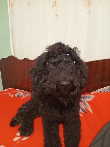 pitbull iti qiymeti: Pudel, 2 il, Dişi, Cütləşmə üçün — 5