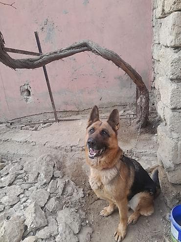 Pişiklər: Alman çoban iti, 3 il, Dişi, Peyvəndli — 2