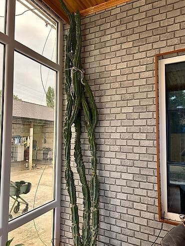 Uzunboy kaktus (Euphorbia/ sütun tipli) – dekorativ iri otaq bitkisi
