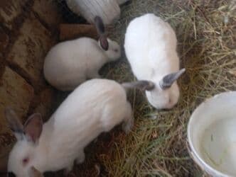 dovşan karlik: Kaliforniya dovşanları satlır damazlıqada yarıyır kesib yemeyede — 6