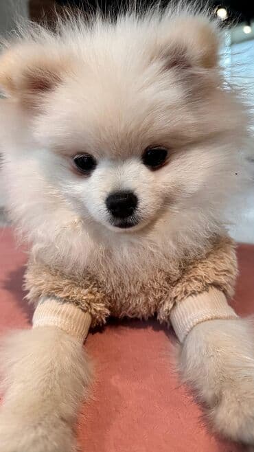 pişik geyimi: Məhsul: Köpək üçün yumşaq kombinezon - Model: Tüklü “teddy” üslublu — 4