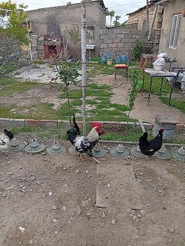 Məhsul: Xoruz və toyuqlar (həyətyanı şəraitdə saxlanılır) Təsvir: -