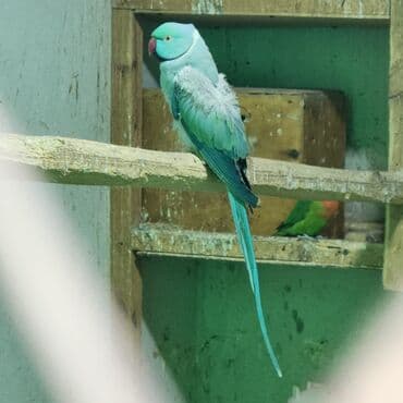 Növ: Hind halqalı tutuquşu (Psittacula krameri) – mavi-yaşıl rəngli