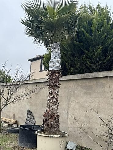Xurma xurması (palm) ağacı – böyük ölçülü, qülləvi gövdəli, fan