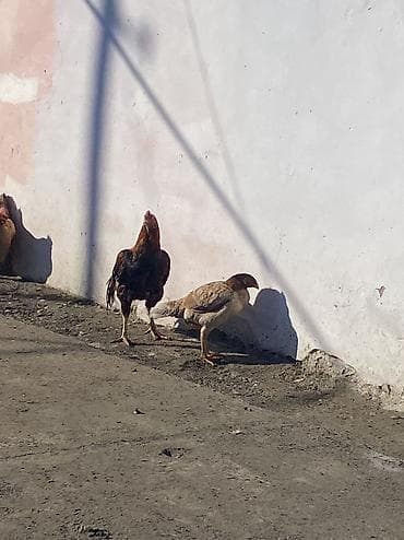 Грызуны: Qiymət sondu barter yalnı adi fərələrnən ederem 4/5 aylıqlarnan — 4