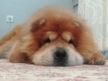 Çau-Çau, Erkek, Peyvəndli, Ünvandan götürmə lalafo.az -da Çau-Çau, Erkek, Peyvəndli, Ünvandan götürmə