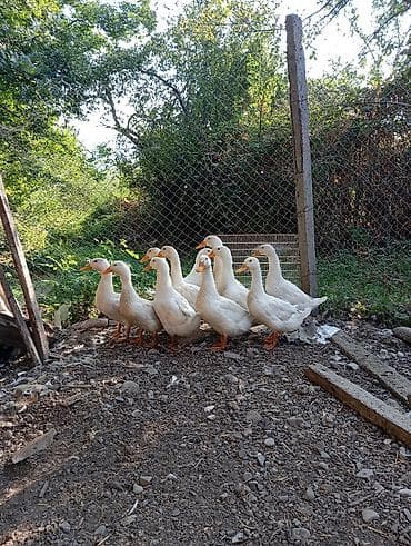 satdig quslar: Ağ rəngli ördək sürüsü - Növ: Ağ kuban cinsi ördəklər (əkinçilik və — 1