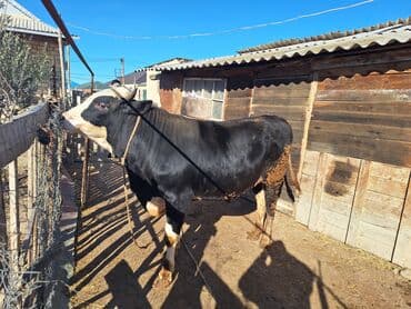 qoyun əti qiyməti: Dana 6 ay bordağa bağlamış heyvandı təmi əti 220 230 aralığda olar — 1