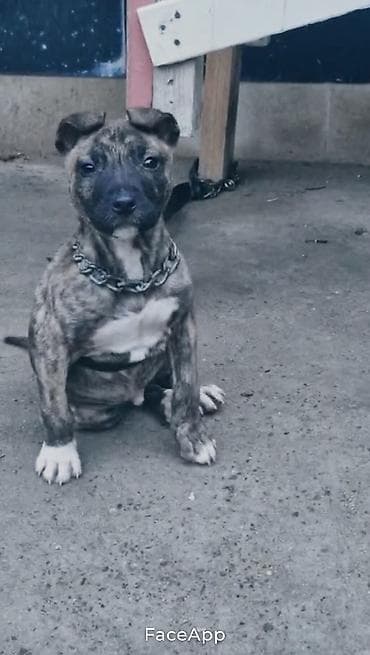 sibir itleri: Erkek — 2