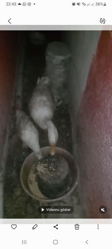 Qazanlar: Bir rus qazi erkey bir ordey peki 7 denede anas touiqlardi iqbator — 1