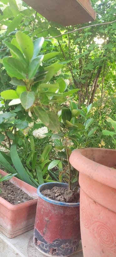 həmişə yaşıl bitkilər: Вечно зелёный куст — 3