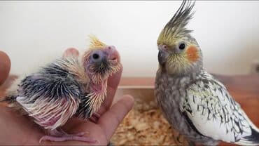 danişan papuqay: Korella Tutuquşuları öz yetişdirdiyim sağlam balalar🦜 — 3