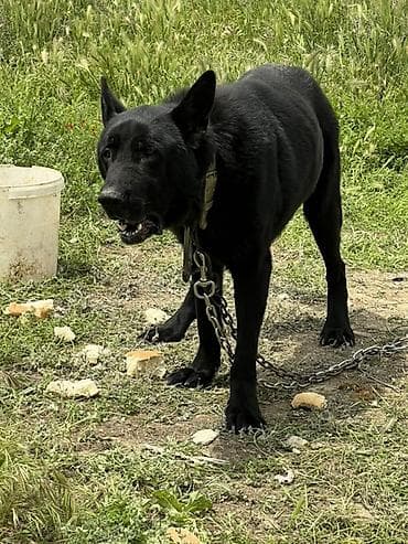 sabuncu it bazarı: Alman çoban iti, 2 il, Erkek, Peyvəndli, Ünvandan götürmə — 7