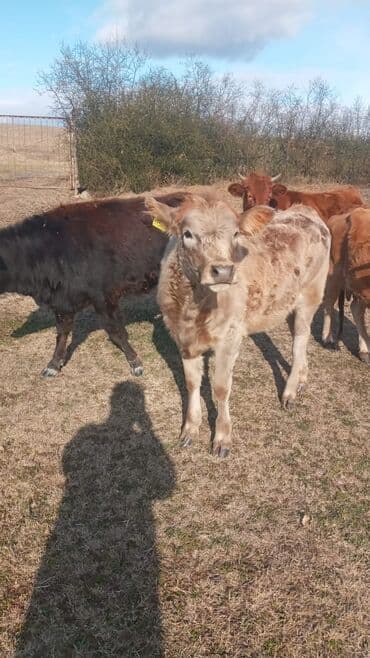 satilik inekler: Dana, buzov, Dişi, ay: 12, Damazlıq, Ünvandan götürmə — 9