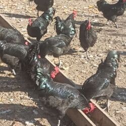 qara avstraloq: Toyuq, Ətlik — 7