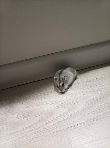 lal ördək satılır: Salam. hamster dişi və erkəy qəfəs ilə birlikdə satılır sağlamdılar — 6
