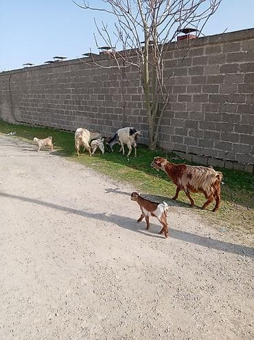 cəpişlər: Məhsul: Qoyun-keçi təsərrüfatı üçün ana keçilər və bala keçilər — 3