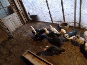 Audi: Muscovy ördəkləri (indooutka) – qrup halında - Rənglər: ağ, qara-ağ — 1