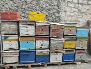 pişik qiymətləri: Arı 🐝 yeşikləri satılır.Yaxşı vəziyyətdədi.10-12 ramka Tutur.Qiyməti — 3
