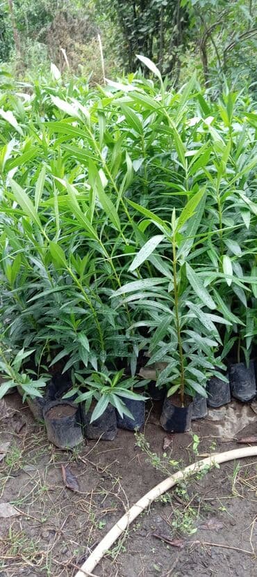 Çöl bitkiləri: Aliandıra Cox sayda alana endirim olacaq — 6