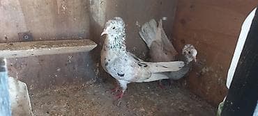 goyercin aliram: Cutduler 40 manata cutu — 2