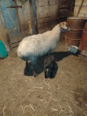 Heyvanlar üçün mallar: 𝗔𝗻𝗮 𝗯𝗮𝗹𝗮 𝘀𝗮𝘁𝗶𝗹𝗶𝗿 𝗯𝗮𝗹𝗮𝘀𝗶 𝗲𝗿𝗸𝗲𝗸𝗱𝗶 — 2