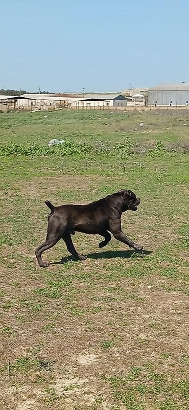 dinqo itleri: Kane-Korso, 2 il, Erkek, Peyvəndli — 10