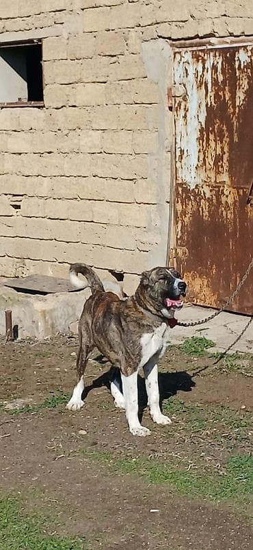 Qurdbasar, 2 il, Dişi, Peyvəndli, Ödənişli çatdırılma