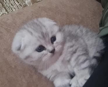 Şotland uzun tüklü
