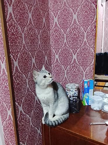 azərbaycanca pişik adları: Erkək — 10