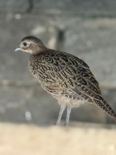 lavanda lal ordəklər: Qirqovul balalari satilir 3 4 5 ayliqBu, qəfəs şəraitində saxlanılan — 4