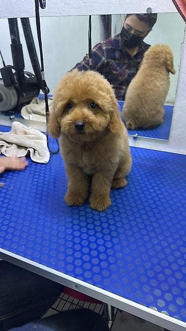 pudil iti satilir: Pudel, Erkek, Sənədli — 2