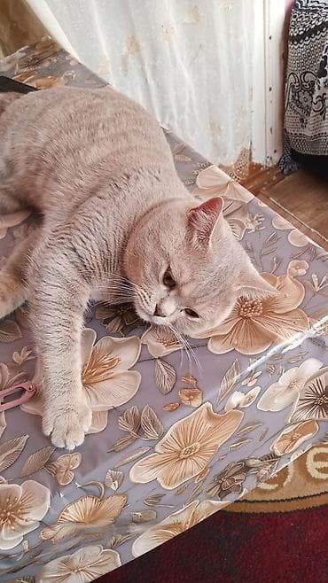 Pişiklər: Şotland — 5